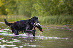 Gordon Setter apportiert Ente