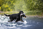 Gordon Setter apportiert Ente