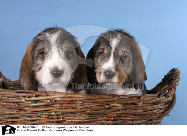 Grand Basset Griffon Vendeen Welpen im Krbchen / puppies in the basket / RR-03843