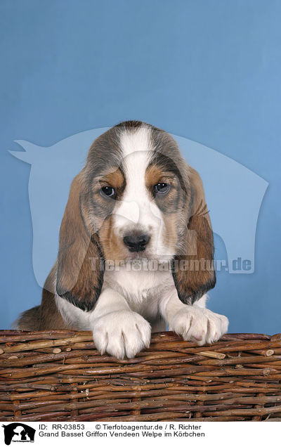 Grand Basset Griffon Vendeen Welpe im Krbchen / puppy in the basket / RR-03853