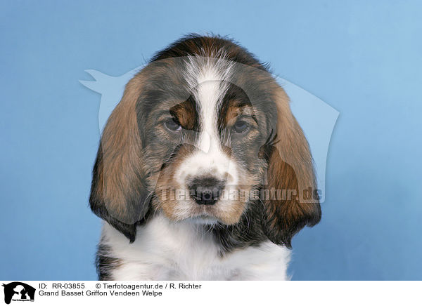 Grand Basset Griffon Vendeen Welpe / RR-03855