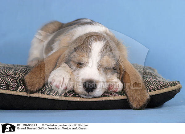 Grand Basset Griffon Vendeen Welpe auf Kissen / lying puppy / RR-03871