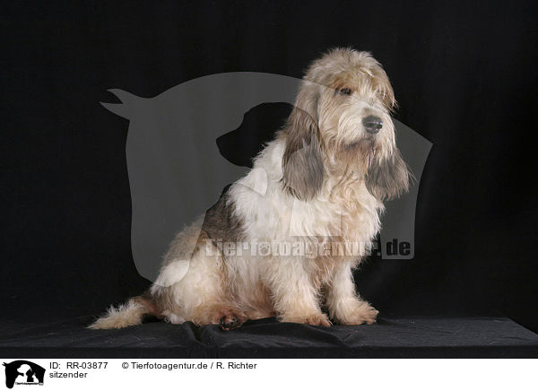 sitzender / standing Grand Basset Griffon Vendeen / RR-03877