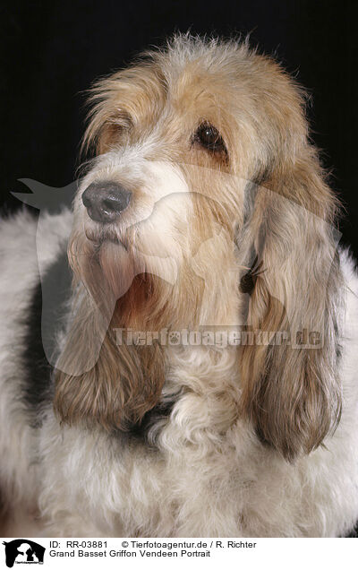 Grand Basset Griffon Vendeen Portrait / Grand Basset Griffon Vendeen Portrait / RR-03881