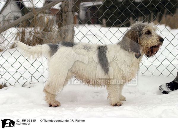 stehender / standing Grand Basset Griffon Vendeen / RR-03885