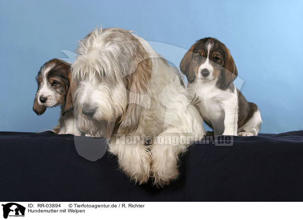 Hundemutter mit Welpen / RR-03894