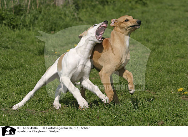 spielende Greyhound Welpen / playing puppies / RR-04584
