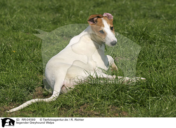 liegender Greyhound Welpe / lying puppy / RR-04589