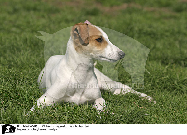 liegender Greyhound Welpe / lying puppy / RR-04591