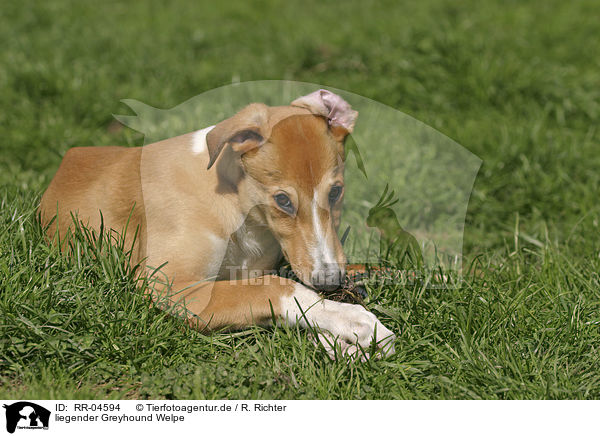liegender Greyhound Welpe / lying puppy / RR-04594