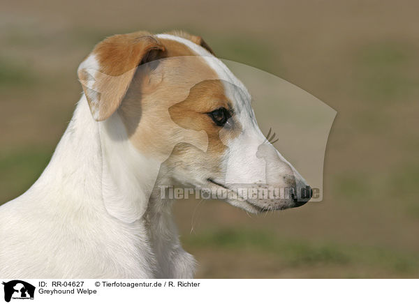 Greyhound Welpe / Puppy Portrait / RR-04627