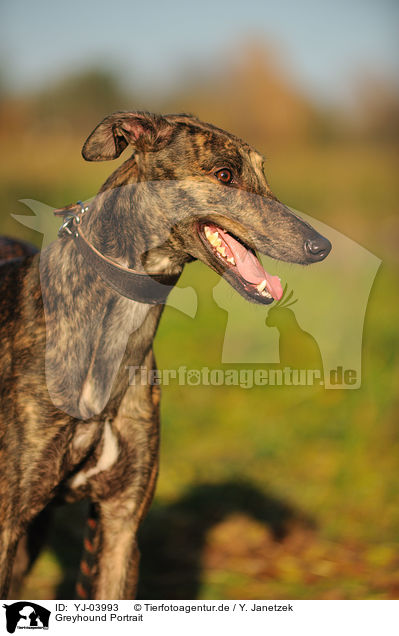 Greyhound Portrait / Greyhound Portrait / YJ-03993