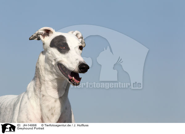 Greyhound Portrait / Greyhound Portrait / JH-14888