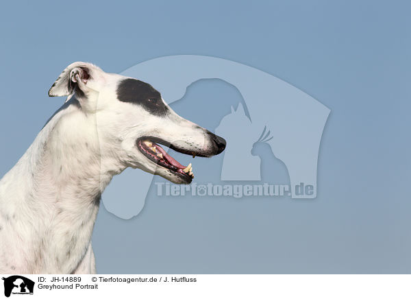 Greyhound Portrait / Greyhound Portrait / JH-14889