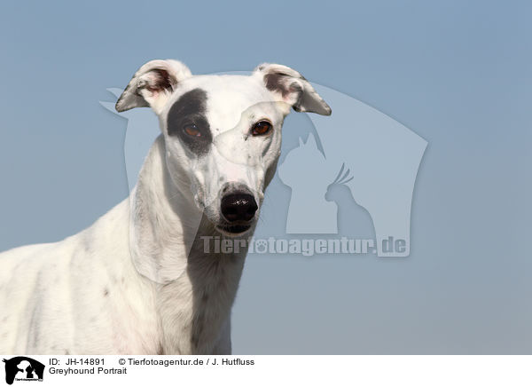 Greyhound Portrait / Greyhound Portrait / JH-14891