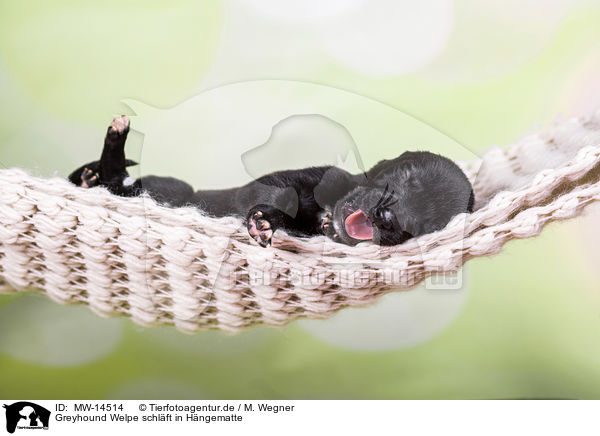 Greyhound Welpe schlft in Hngematte / Greyhound puppy sleeps in a hammock / MW-14514