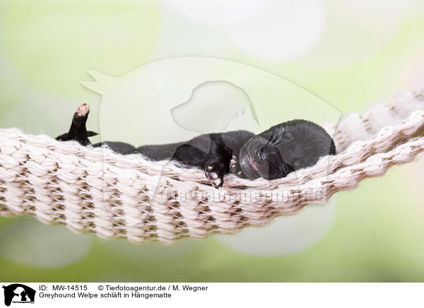 Greyhound Welpe schlft in Hngematte / Greyhound puppy sleeps in a hammock / MW-14515