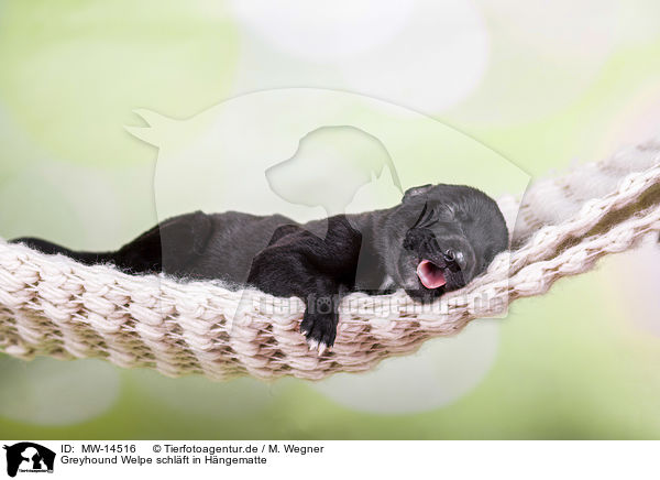 Greyhound Welpe schlft in Hngematte / Greyhound puppy sleeps in a hammock / MW-14516