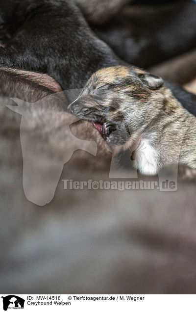 Greyhound Welpen / Greyhound puppies / MW-14518