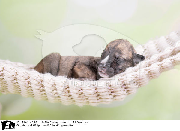 Greyhound Welpe schlft in Hngematte / Greyhound puppy sleeps in a hammock / MW-14525