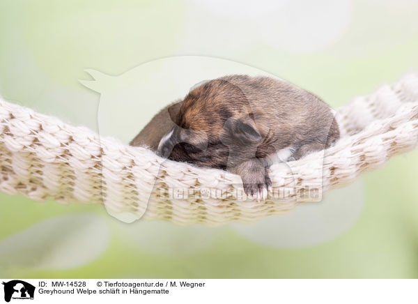 Greyhound Welpe schlft in Hngematte / Greyhound puppy sleeps in a hammock / MW-14528