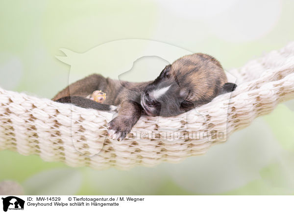 Greyhound Welpe schlft in Hngematte / Greyhound puppy sleeps in a hammock / MW-14529