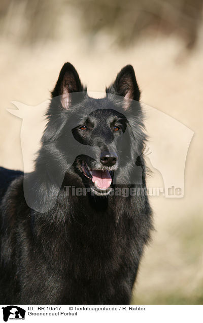 Groenendael Portrait / Groenendael Portrait / RR-10547