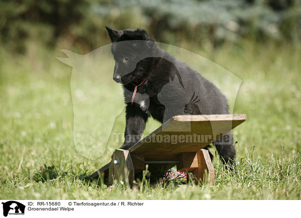 Groenendael Welpe / Groenendael Puppy / RR-15680