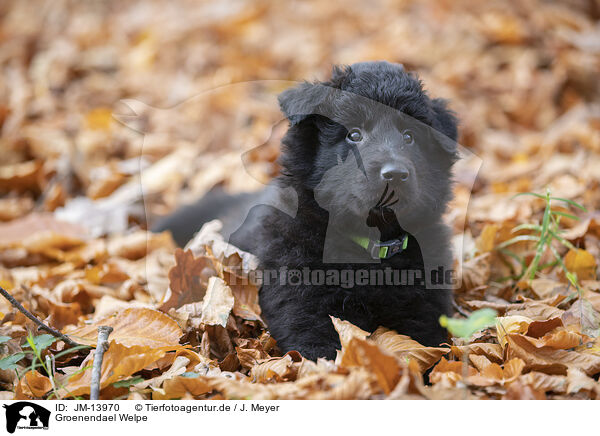 Groenendael Welpe / Groenendael Puppy / JM-13970