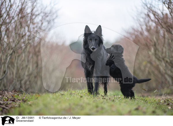 Groenendael / Groenendael / JM-13981