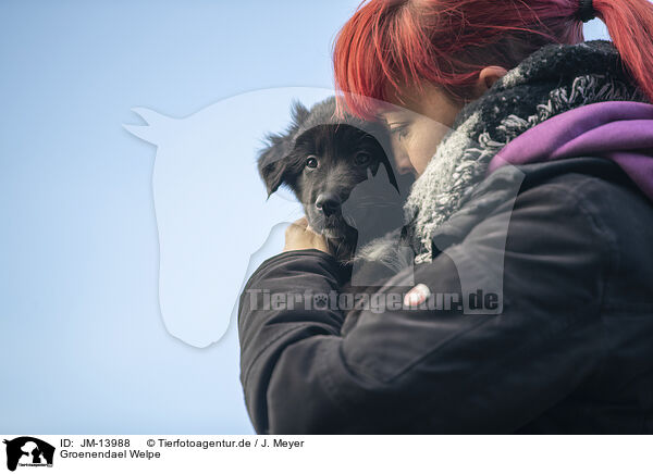 Groenendael Welpe / Groenendael Puppy / JM-13988