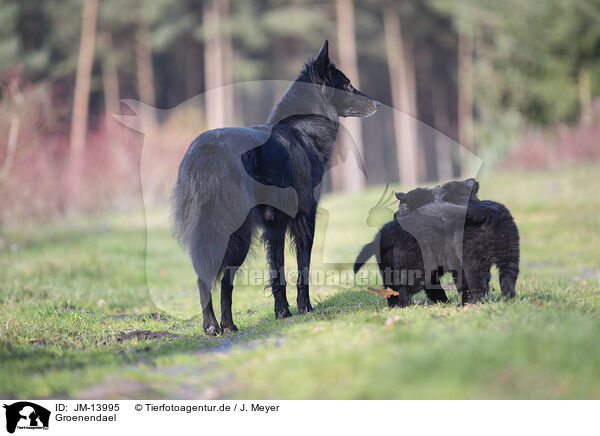 Groenendael / Groenendael / JM-13995