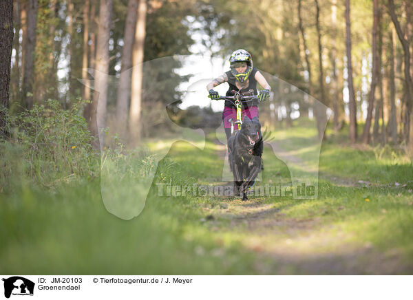 Groenendael / JM-20103