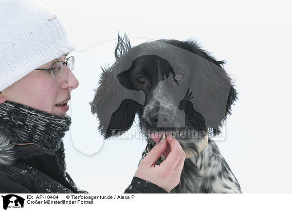 Groer Mnsterlnder Portrait / Large Munsterlander portrait / AP-10484