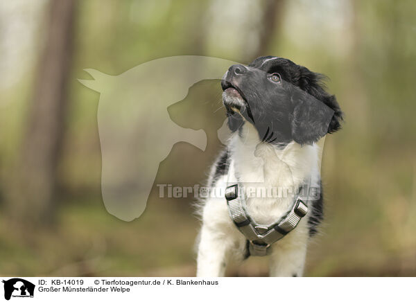 Groer Mnsterlnder Welpe / Large Munsterlander Puppy / KB-14019