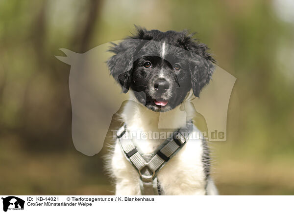 Groer Mnsterlnder Welpe / Large Munsterlander Puppy / KB-14021