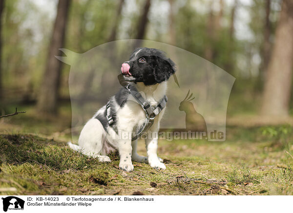 Groer Mnsterlnder Welpe / Large Munsterlander Puppy / KB-14023