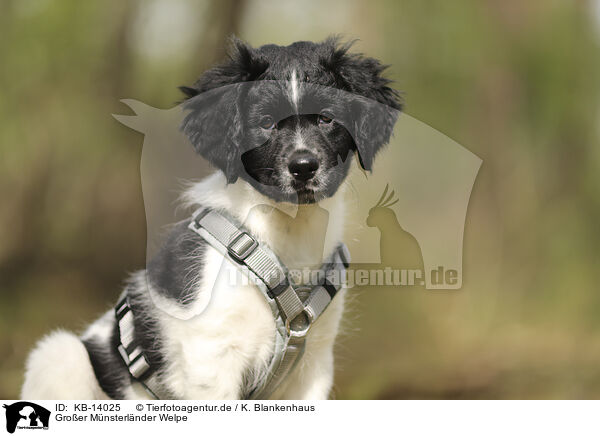 Groer Mnsterlnder Welpe / Large Munsterlander Puppy / KB-14025