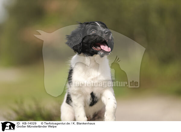 Groer Mnsterlnder Welpe / Large Munsterlander Puppy / KB-14029