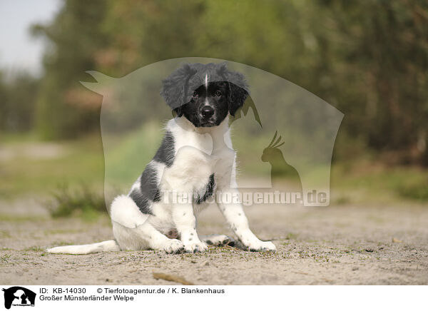 Groer Mnsterlnder Welpe / Large Munsterlander Puppy / KB-14030