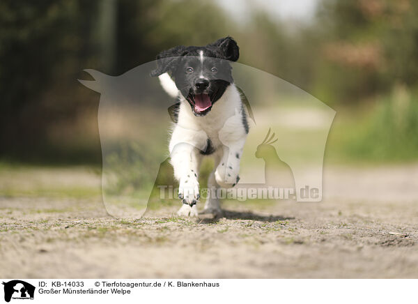 Groer Mnsterlnder Welpe / Large Munsterlander Puppy / KB-14033