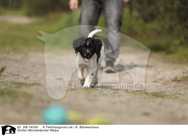 Groer Mnsterlnder Welpe / Large Munsterlander Puppy / KB-14038