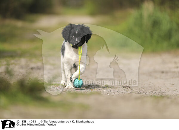 Groer Mnsterlnder Welpe / Large Munsterlander Puppy / KB-14043