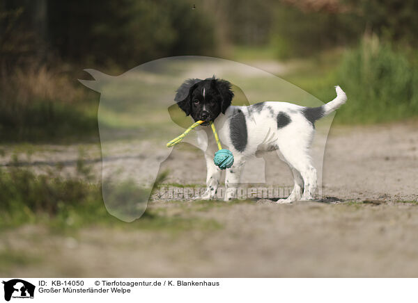 Groer Mnsterlnder Welpe / Large Munsterlander Puppy / KB-14050