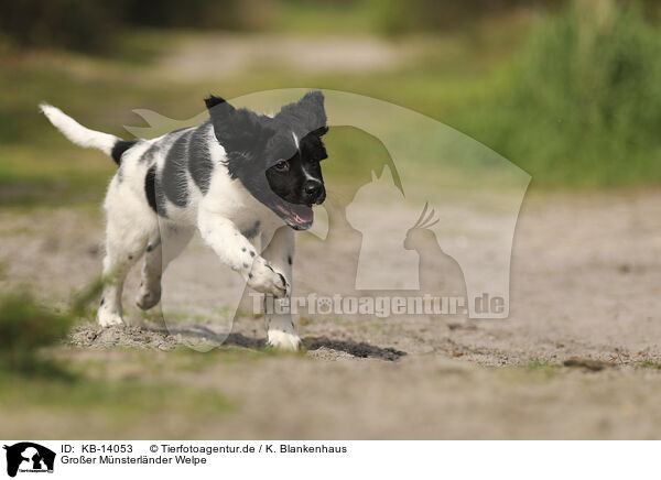 Groer Mnsterlnder Welpe / Large Munsterlander Puppy / KB-14053
