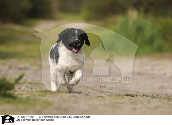 Groer Mnsterlnder Welpe / Large Munsterlander Puppy / KB-14054