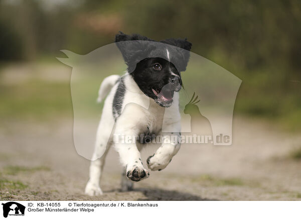 Groer Mnsterlnder Welpe / Large Munsterlander Puppy / KB-14055