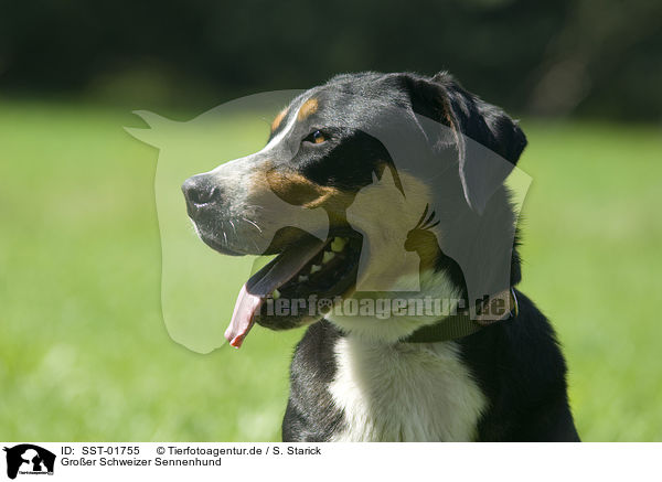 Groer Schweizer Sennenhund / Greater Swiss Mountain Dog / SST-01755