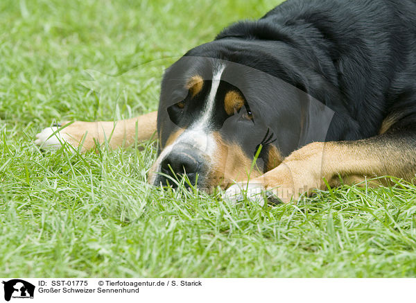Groer Schweizer Sennenhund / Greater Swiss Mountain Dog / SST-01775