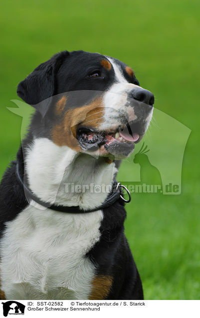 Groer Schweizer Sennenhund / Great Swiss Mountain Dog / SST-02582